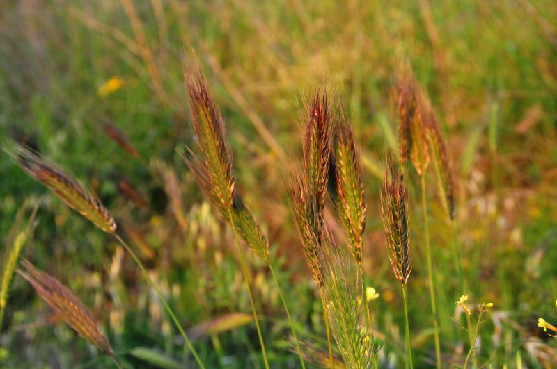 Dasypyrum villosum + Hordeum sp., Poaceae